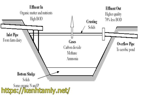 xử l&yacute; nước thải y tế bằng hồ sinh học ổn định