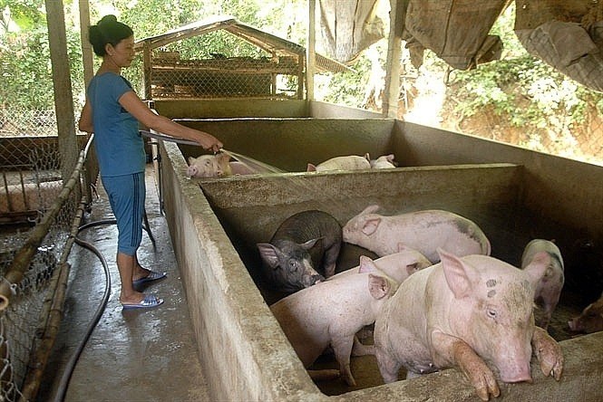 &ocirc; nhiễm kh&ocirc;ng kh&iacute; do chăn nu&ocirc;i