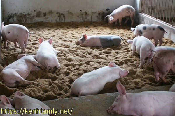 xử l&yacute; r&aacute;c thải n&ocirc;ng nghiệp bằng đệm l&oacute;t sinh học
