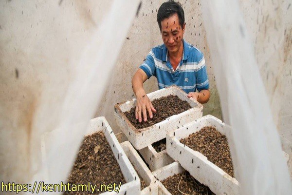 xử l&yacute; r&aacute;c thải n&ocirc;ng nghiệp bằng sinh vật