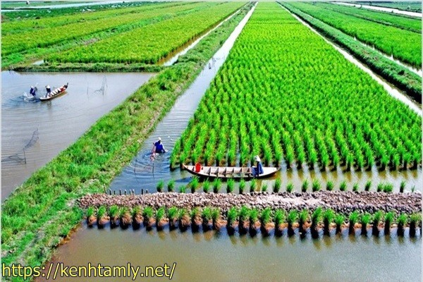 xử l&yacute; r&aacute;c thải n&ocirc;ng nghiệp bằng c&acirc;y xen canh