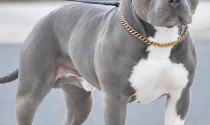 Toàn bộ thông tin chó Pitbull cắn chết người Long An