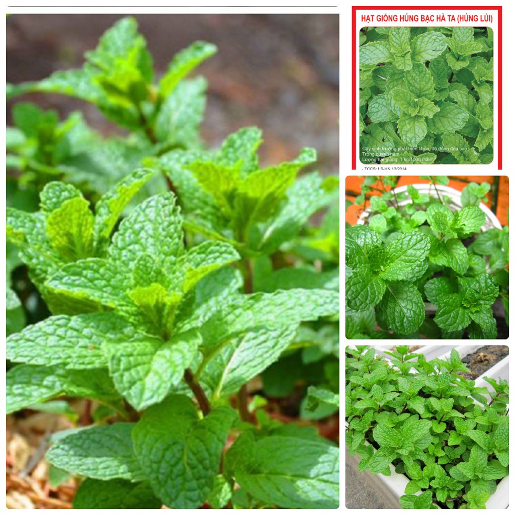 Trồng c&acirc;y sả hoặc c&acirc;y rau h&uacute;ng bạc h&agrave;